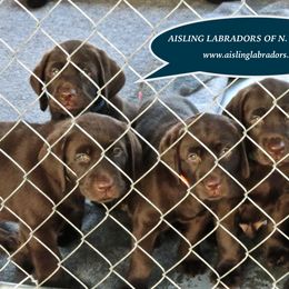 Labrador Retriever Puppies from Aisling Labradors of N.E. Florida