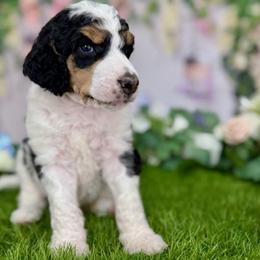 Joyful Heart (Joy) - Phantom female Poodle puppy in Middlebourne, West Virginia from El Silencio Standard Poodles
