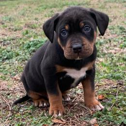 Boy 1 - Black male Catahoula Leopard Dog puppy in Gadsden, Alabama from Rich Cat’s