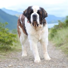 Saint Bernard puppies from Horseshoe Drive Kennel