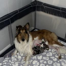 Collie Puppies from Jolly Collies