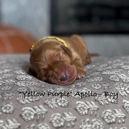 Apollo - Dark golden male Golden Retriever puppy in Weston, Missouri from Love is Golden