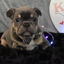 Bulldog and French Bulldog Puppies from Raise The Woof Bulldogs