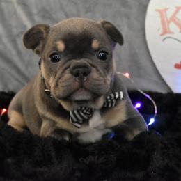 Bulldog and French Bulldog Puppies from Raise The Woof Bulldogs