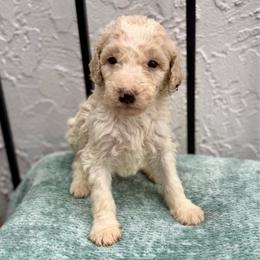 Cove - Apricot male Goldendoodle puppy in Atlantic Beach, Florida from Glamorous Golden Doodles