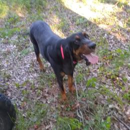 Roxy - Black and Tan Coonhound