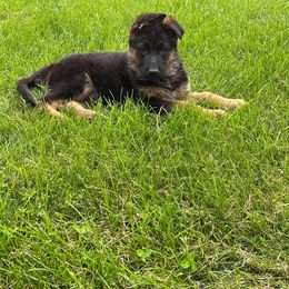 German Shepherd Puppies from Schusterheim Shepherds