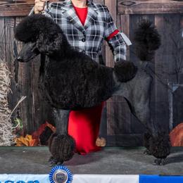 Voodoo - Poodle