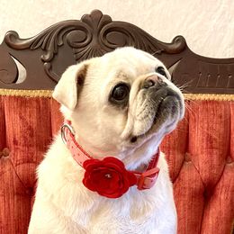 Pug puppies from Menagerie Magnifique Pugs & Boston Terriers