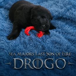 Drogo - Black male Belgian Sheepdog puppy in Virginia Beach, Virginia from Sea Major Belgians