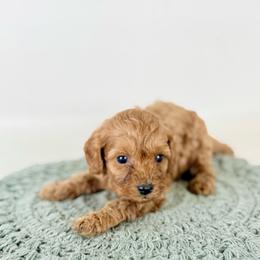 Henry - Red male Cavapoo puppy in Goldsboro, North Carolina from The Grantham House