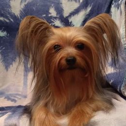 Zander - Yorkshire Terrier