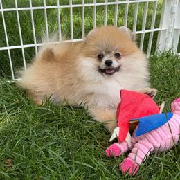 Boy 3 - Orange parti male Pomeranian puppy in Pocatello, Idaho from Avalon Pomeranians