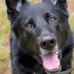 German Shepherds from Coplin German Shepherds