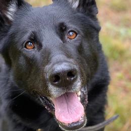 German Shepherds from Coplin German Shepherds