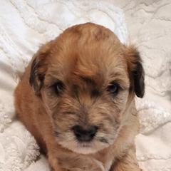 Girl 1 - Wheaten female Whoodle puppy in Tomball, Texas from Texas Puppy Dreams LLC dba Whoodles and Co.