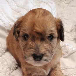 Girl 1 - Wheaten female Whoodle puppy in Tomball, Texas from Texas Puppy Dreams LLC dba Whoodles and Co.