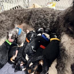 Malchus - Tri-color male Bernedoodle puppy in Temperance, Michigan from Michigans Bernedoodle’s