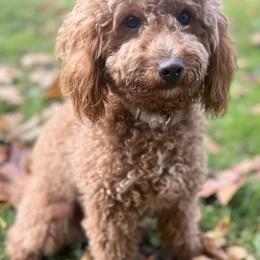 Goldendoodles from Doodles Delight PNW