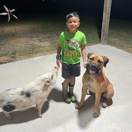 Boerboel All Grown Up from Romboel Farm Dogs