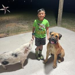 Boerboel All Grown Up from Romboel Farm Dogs