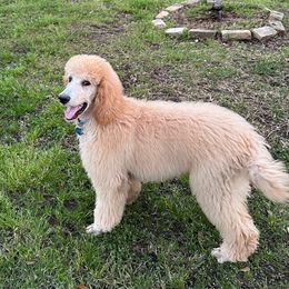 Green Boy - Cream Goldendoodle puppy in New Orleans, Louisiana from Golden Doodles of New Orleans