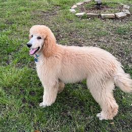 Green Boy - Cream Goldendoodle puppy in New Orleans, Louisiana from Golden Doodles of New Orleans