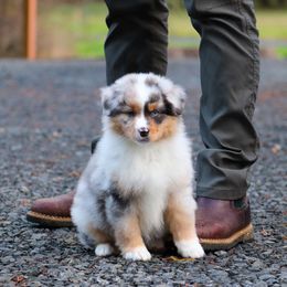 Miniature American Shepherd Puppies from Casita Miniature American Shepherds