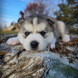 Drought - Gray and white female Siberian Husky puppy in Addison, Michigan from Gray Run Siberian Huskies