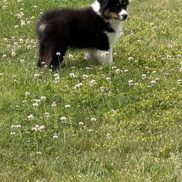 Australian Shepherd Puppies from SolarStorm Australian Shepherds