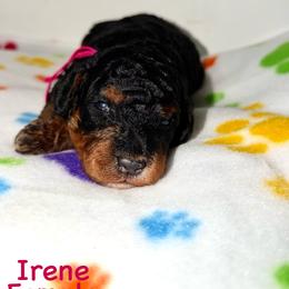 Irene - Tri-color female Bernedoodle puppy in Beecher, Illinois from Erica’s Doodles
