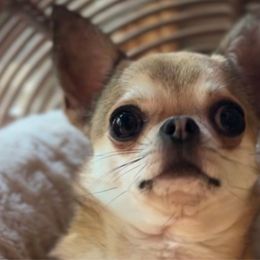 Nacho - Chihuahua