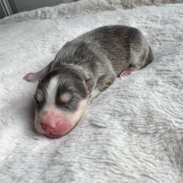Sol - Blue male Pomsky puppy in Boonville, Indiana from Elysian Pomskies