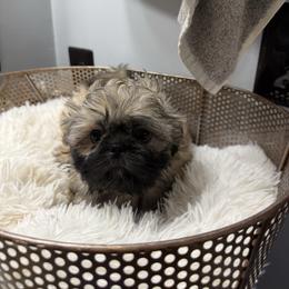 Chance - Tricolor male Shih Tzu puppy in Boiling Springs, South Carolina from Sherry Whiteside's Shih Tzus