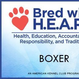 Boxer Puppies from Supreme Euro Boxers