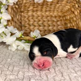 Jessie - Black white and tan female English Springer Spaniel puppy in Swainsboro, Georgia from Sweet Georgia Springers