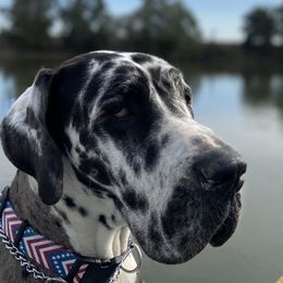 Great Danes from California Delta Danes
