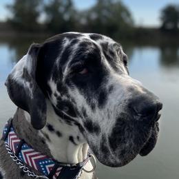 Great Danes from California Delta Danes