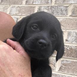 Purple collar - Black female Labrador Retriever puppy in Clinton, Tennessee from Summer Rose