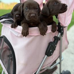 Opal - Liver female Pudelpointer puppy in Lakehills, Texas from Simply Southern Retrievers, LLC