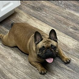 Queen - French Bulldog