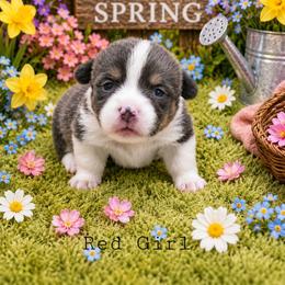 Luna - Blue female Pembroke Welsh Corgi puppy in Charleroi, Pennsylvania from Twilight Hollow Corgis