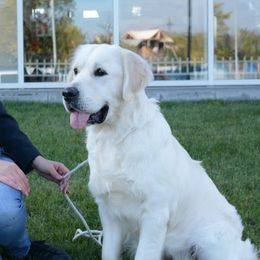 Lumikki - Golden Retriever