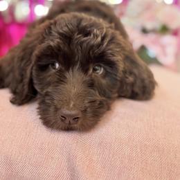 Hershey - Chocolate male Goldendoodle puppy in Tybee Island, Georgia from Castaway Doodles