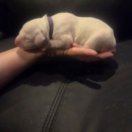 Monica - White and black female Dalmatian puppy in Palmer, Massachusetts from Delaney's Dalmatians 2