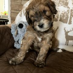 Whoodle Puppies from RockyRiverDoodles