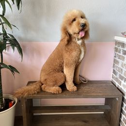 Lollipop - Goldendoodle