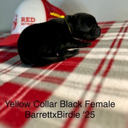 Yellow Collar - Black female Labrador Retriever puppy in Alvin, Texas from Red Retrievers
