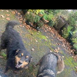 Australian Shepherd and Pomeranian All Grown Up from Willamette Valley Aussies