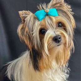 Belle - Biewer Terrier